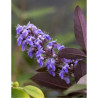 VITEX agnus-castus FLIP SIDE®