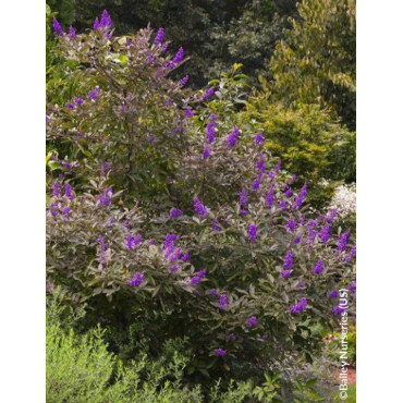 VITEX agnus-castus FLIP SIDE®