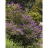 VITEX agnus-castus FLIP SIDE®