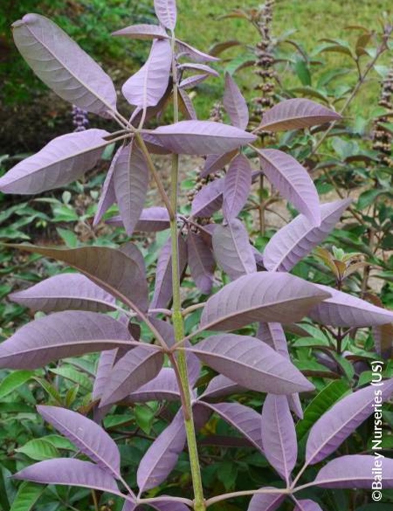 VITEX agnus-castus FLIP SIDE®