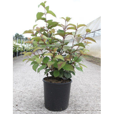 VIBURNUM plicatum GRANDIFLORUM® En pot de 12-15 litres