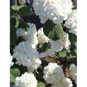 VIBURNUM plicatum GRANDIFLORUM®