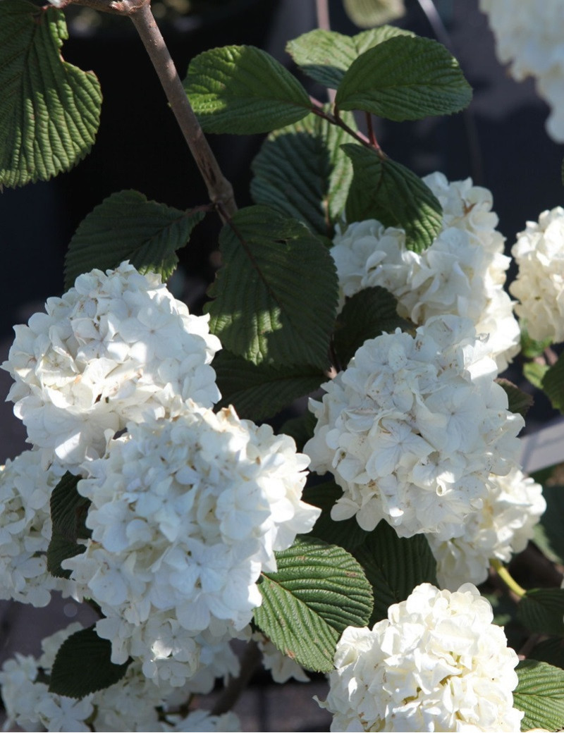 VIBURNUM plicatum GRANDIFLORUM®