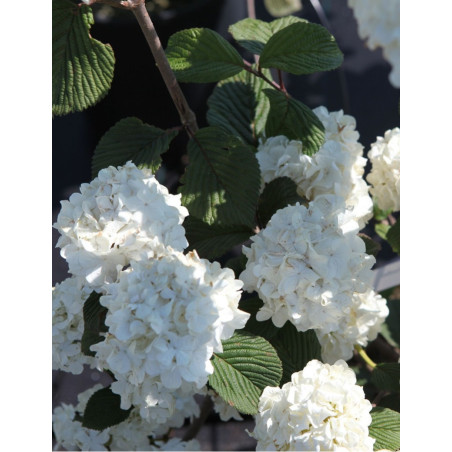 VIBURNUM plicatum GRANDIFLORUM®