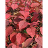 VIBURNUM plicatum GRANDIFLORUM®