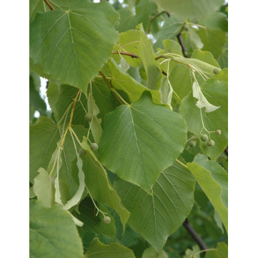 TILIA flavescens GLENLEVEN