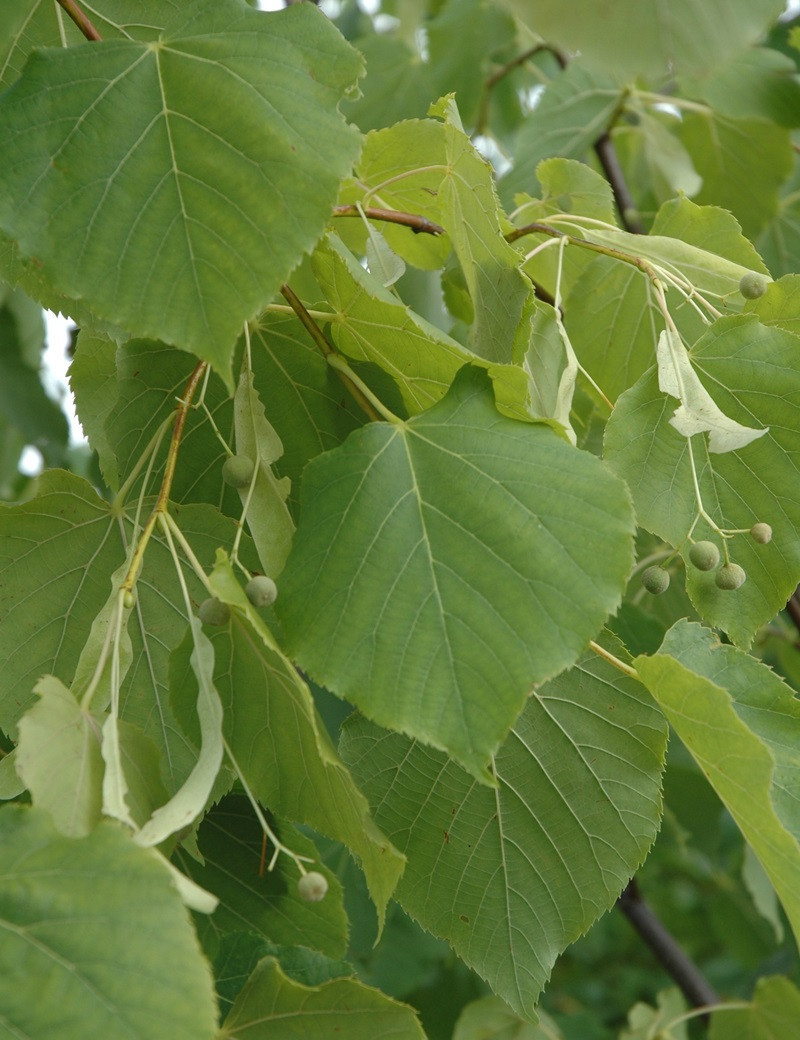 TILIA flavescens GLENLEVEN