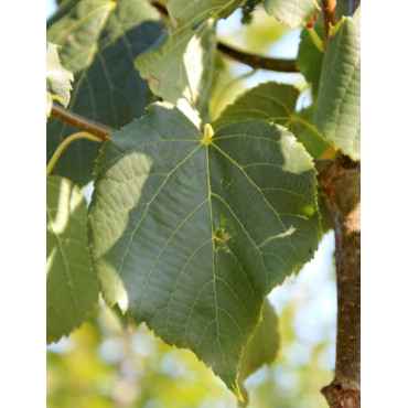 TILIA flavescens GLENLEVEN