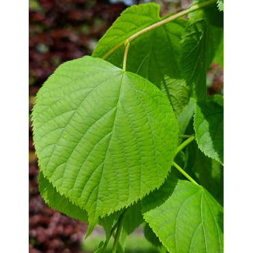 TILIA europaea PALLIDA