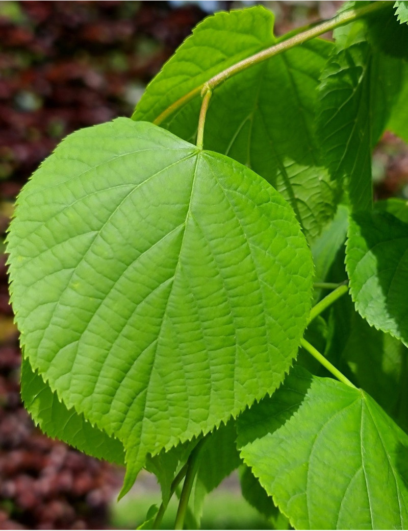 TILIA europaea PALLIDA