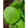 TILIA europaea PALLIDA