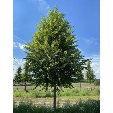 TILIA europaea PALLIDA