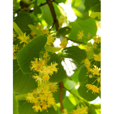 TILIA europaea PALLIDA