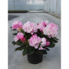 RHODODENDRON SILBERWOLKE En pot de 4-5 litres