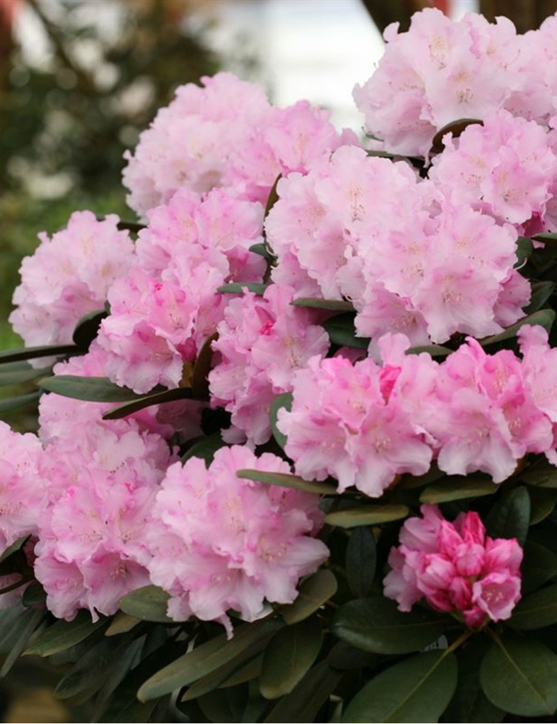 RHODODENDRON SILBERWOLKE