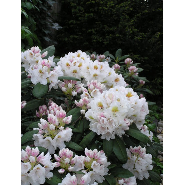 RHODODENDRON PORZELLAN