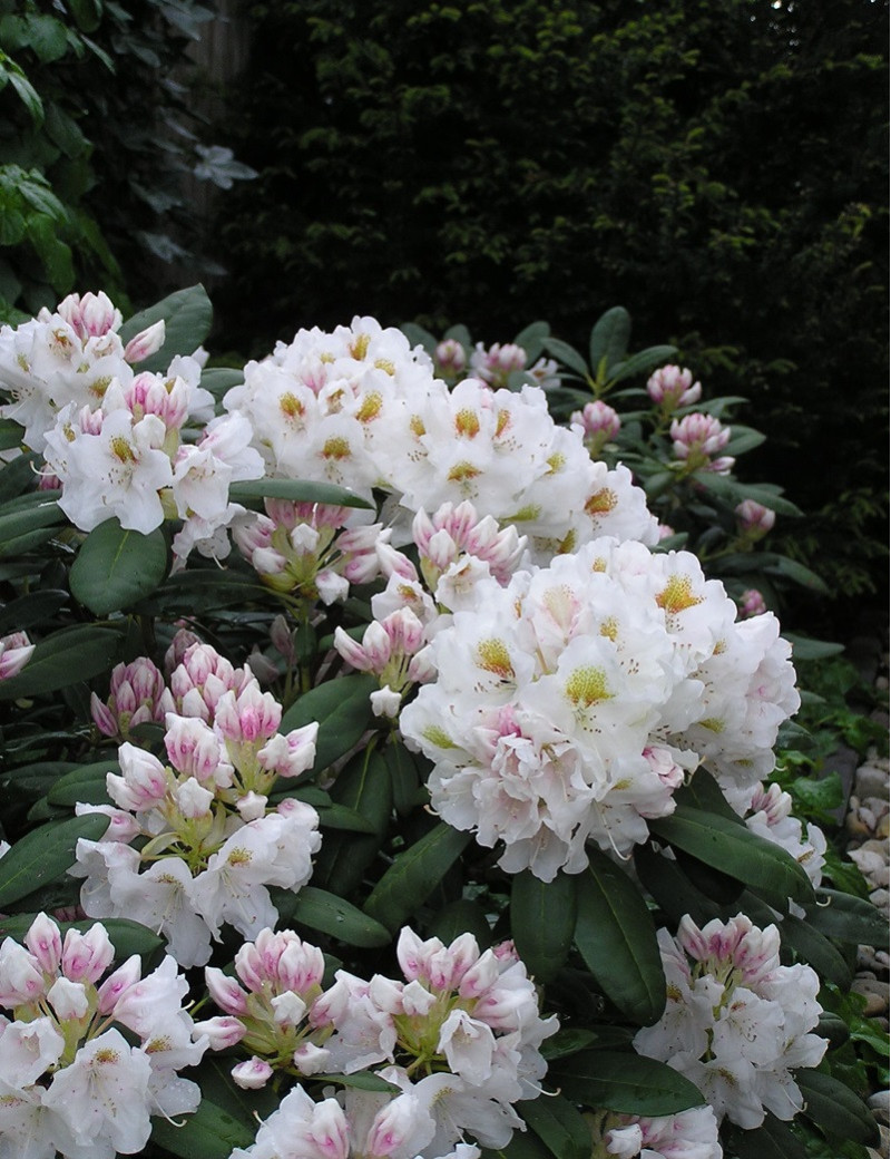 RHODODENDRON PORZELLAN