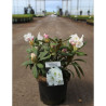 RHODODENDRON PORZELLAN En pot de 4-5 litres