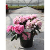 RHODODENDRON KALINKA En pot de 4-5 litres