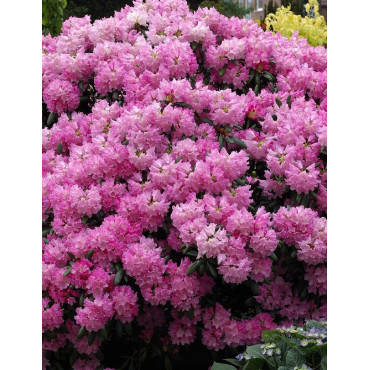 RHODODENDRON KALINKA