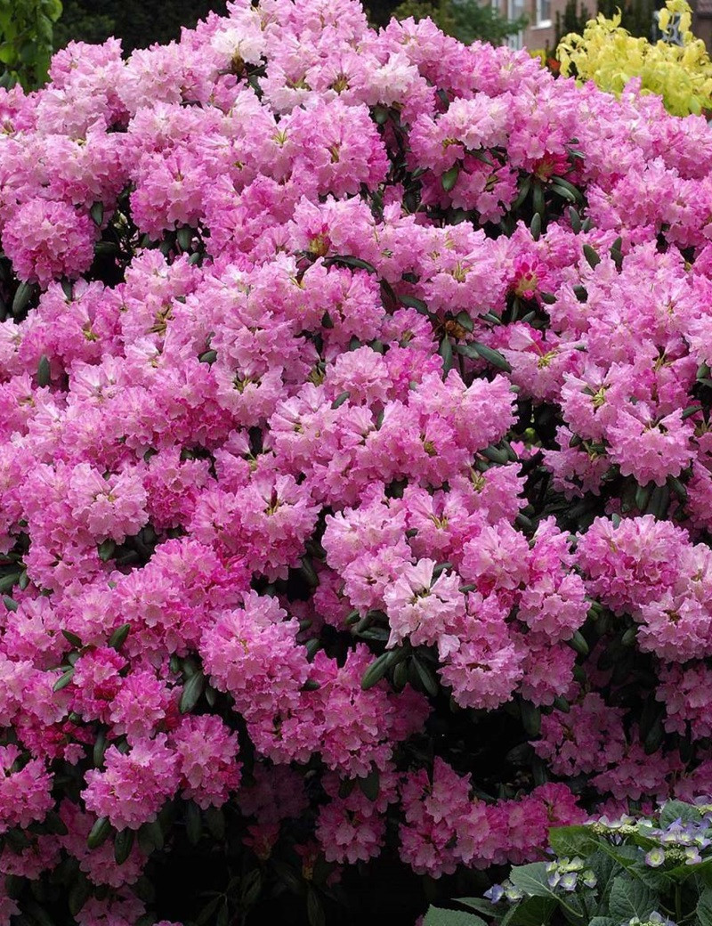 RHODODENDRON KALINKA