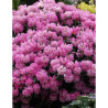 RHODODENDRON KALINKA