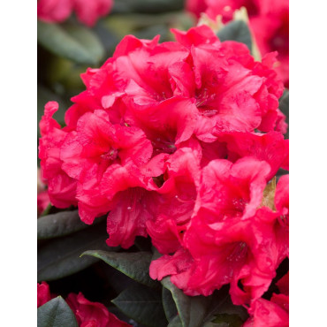 RHODODENDRON DOPEY