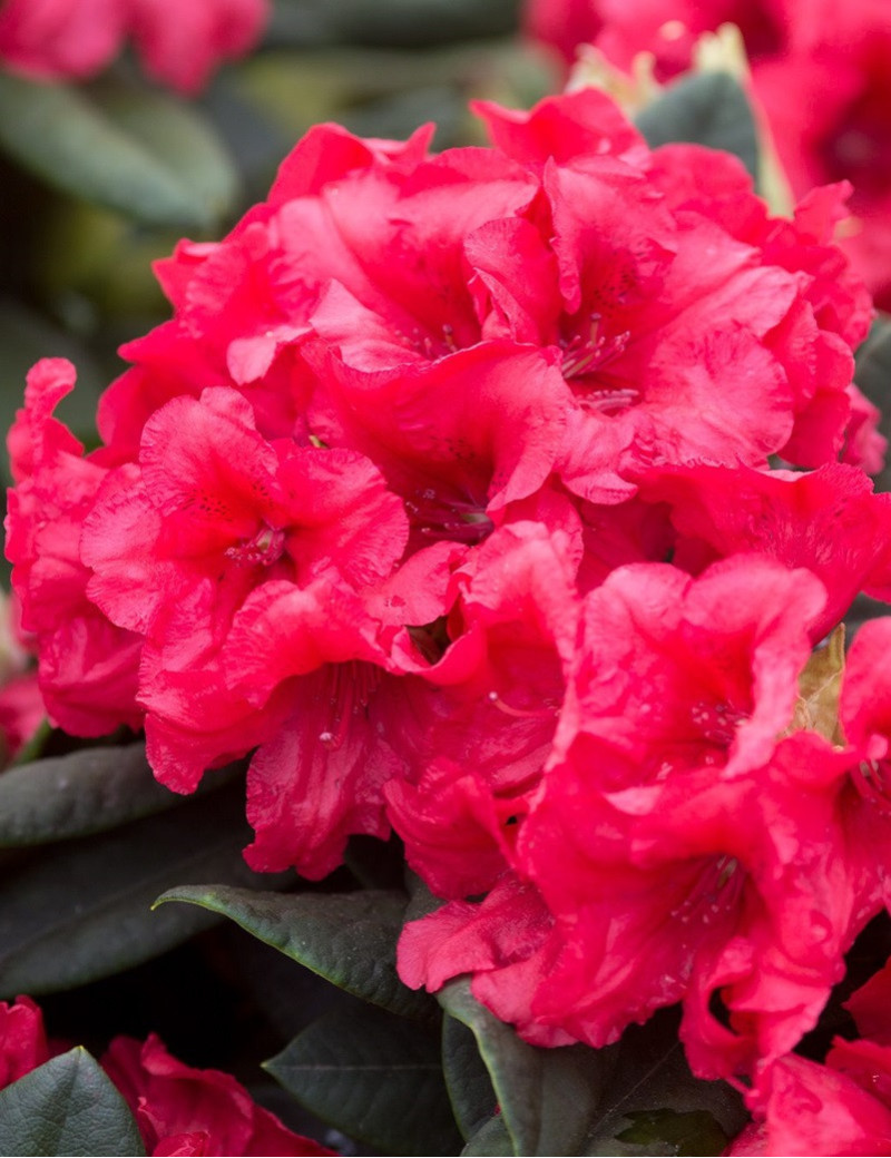 RHODODENDRON DOPEY