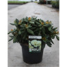 RHODODENDRON CENTENNIAL GOLD En pot de 4-5 litres