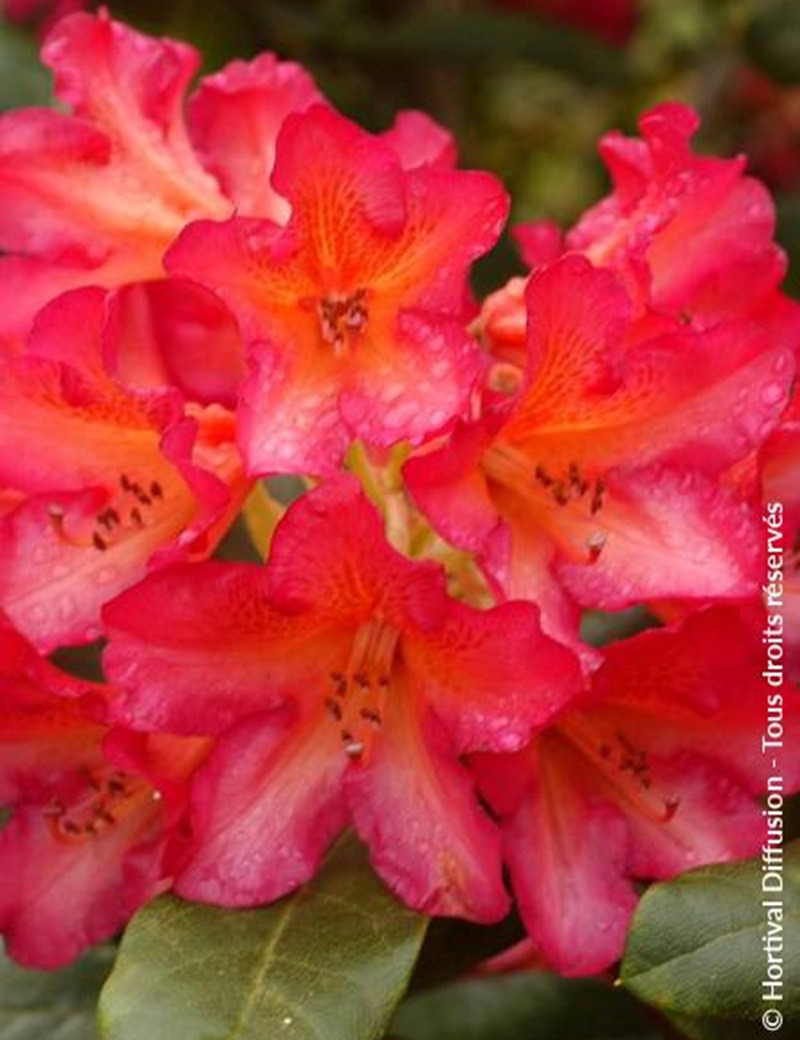 RHODODENDRON SCYPHOCALYX