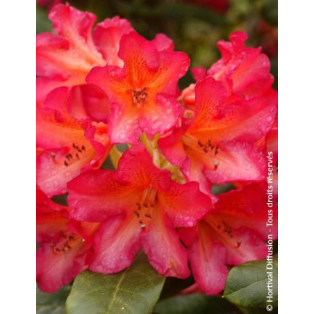 RHODODENDRON SCYPHOCALYX