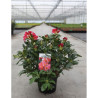 RHODODENDRON SCYPHOCALYX En pot de 4-5 litres