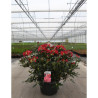 RHODODENDRON SCYPHOCALYX En pot de 15-20 litres