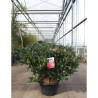 RHODODENDRON SCYPHOCALYX En pot de 15-20 litres