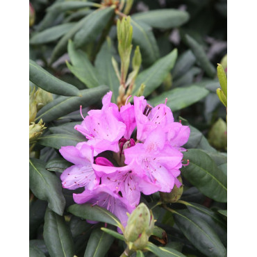 RHODODENDRON ROSEUM ELEGANS