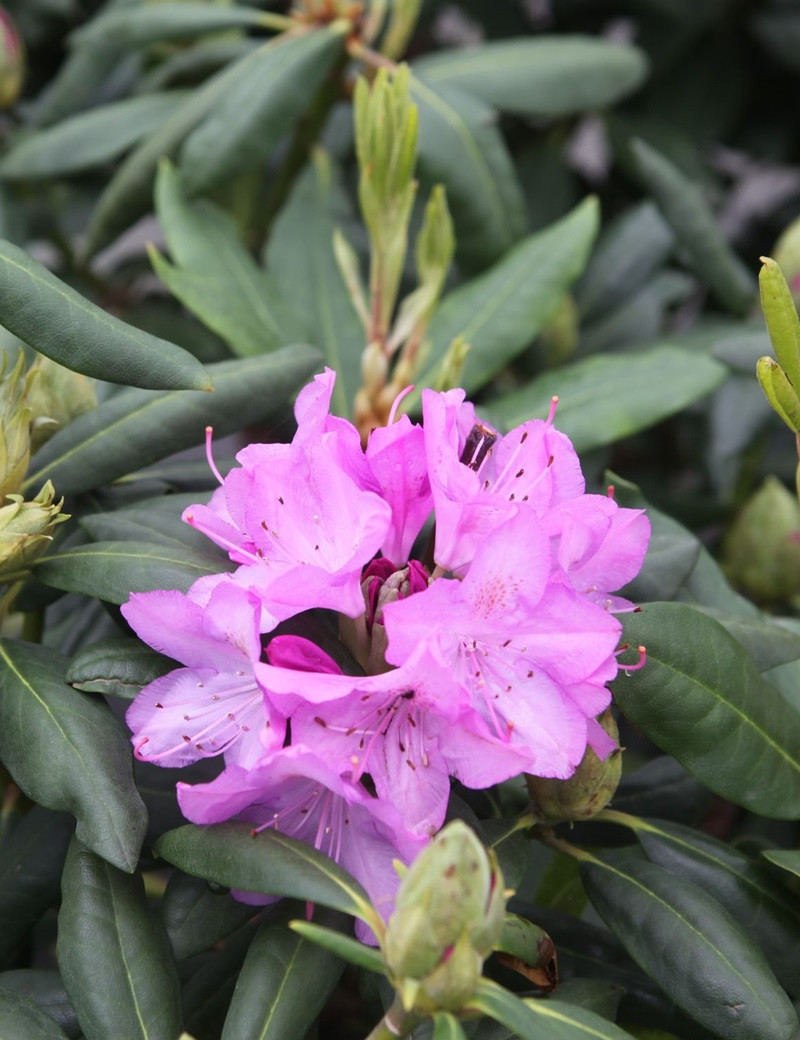 RHODODENDRON ROSEUM ELEGANS