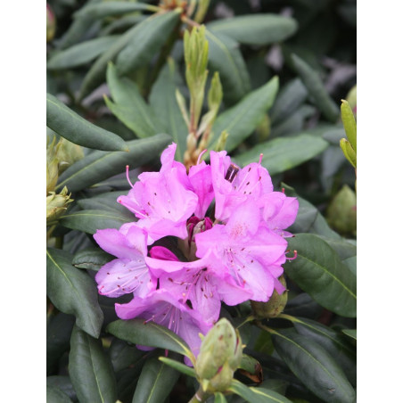 RHODODENDRON ROSEUM ELEGANS