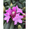 RHODODENDRON ROSEUM ELEGANS