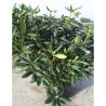 RHODODENDRON ROSEUM ELEGANS En pot de 15-20 litres