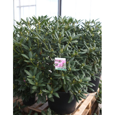 RHODODENDRON ROSEUM ELEGANS En pot de 35-50 litres