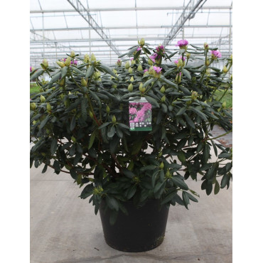 RHODODENDRON ROSEUM ELEGANS En pot de 35-50 litres