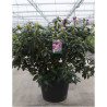 RHODODENDRON ROSEUM ELEGANS En pot de 35-50 litres