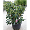 RHODODENDRON PONTICUM En pot de 15-20 litres