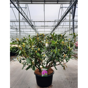 RHODODENDRON PONTICUM En pot de 35-50 litres