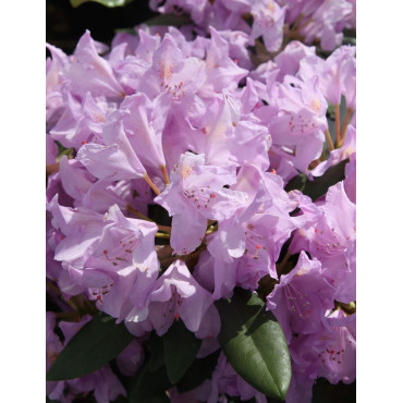 RHODODENDRON PONTICUM