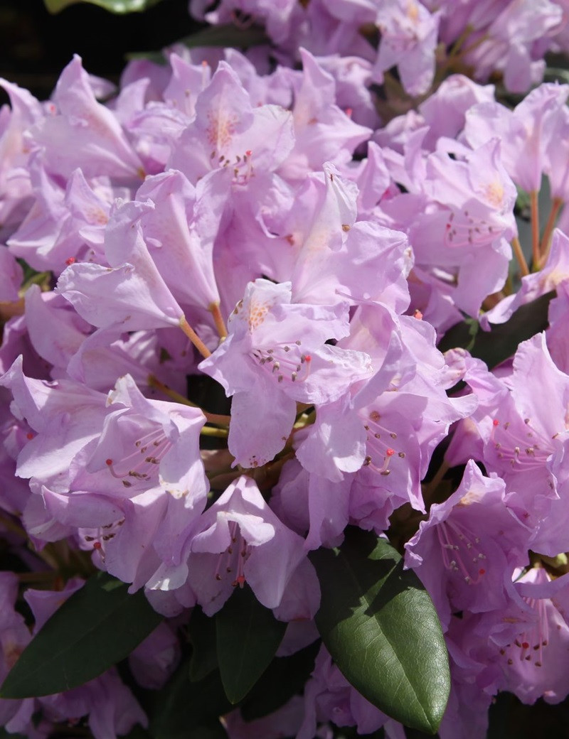 RHODODENDRON PONTICUM