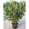 RHODODENDRON PONTICUM En pot de 4-5 litres