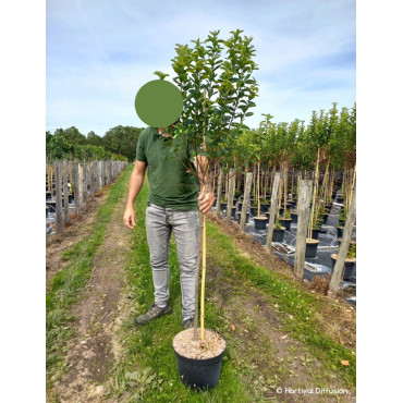 AMELANCHIER canadensis OCTOBER FLAME En pot de 10-12 litres forme tige hauteur du tronc 110-130 cm