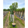 AMELANCHIER canadensis OCTOBER FLAME En pot de 10-12 litres forme tige hauteur du tronc 110-130 cm