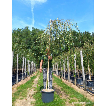 BETULA verrucosa YOUNGII En pot 25-30 litres forme tige hauteur du tronc 180-200 cm